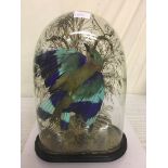 A taxidermy of a tropical bird enclosed within a glass dome