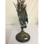 A taxidermy of a tropical bird