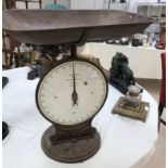 Large Salters scales