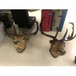 Two taxidermy of stags