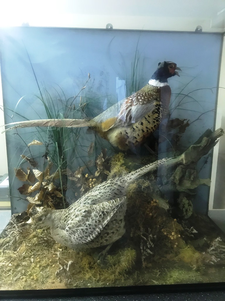 A large cased taxidermy of two ring-necked pheasants