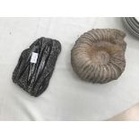 Ammonite and cephalopone fossils