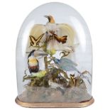 A Taxidermy of Lesser Birds of Paradise: Enclosed in a glass dome,