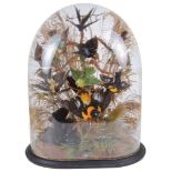 A Taxidermy of Twelve Exotic Birds: Enclosed in a glass dome H 56cm x W 44cm