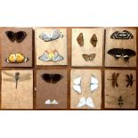 A Taxidermy of Insects,