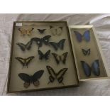 Two cased butterfly studies