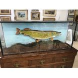 A large cased taxidermy of a pike CONDITION REPORT: Dimensions: H 57 cm x W 138 cm x