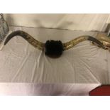 A pair of mounted steer horns