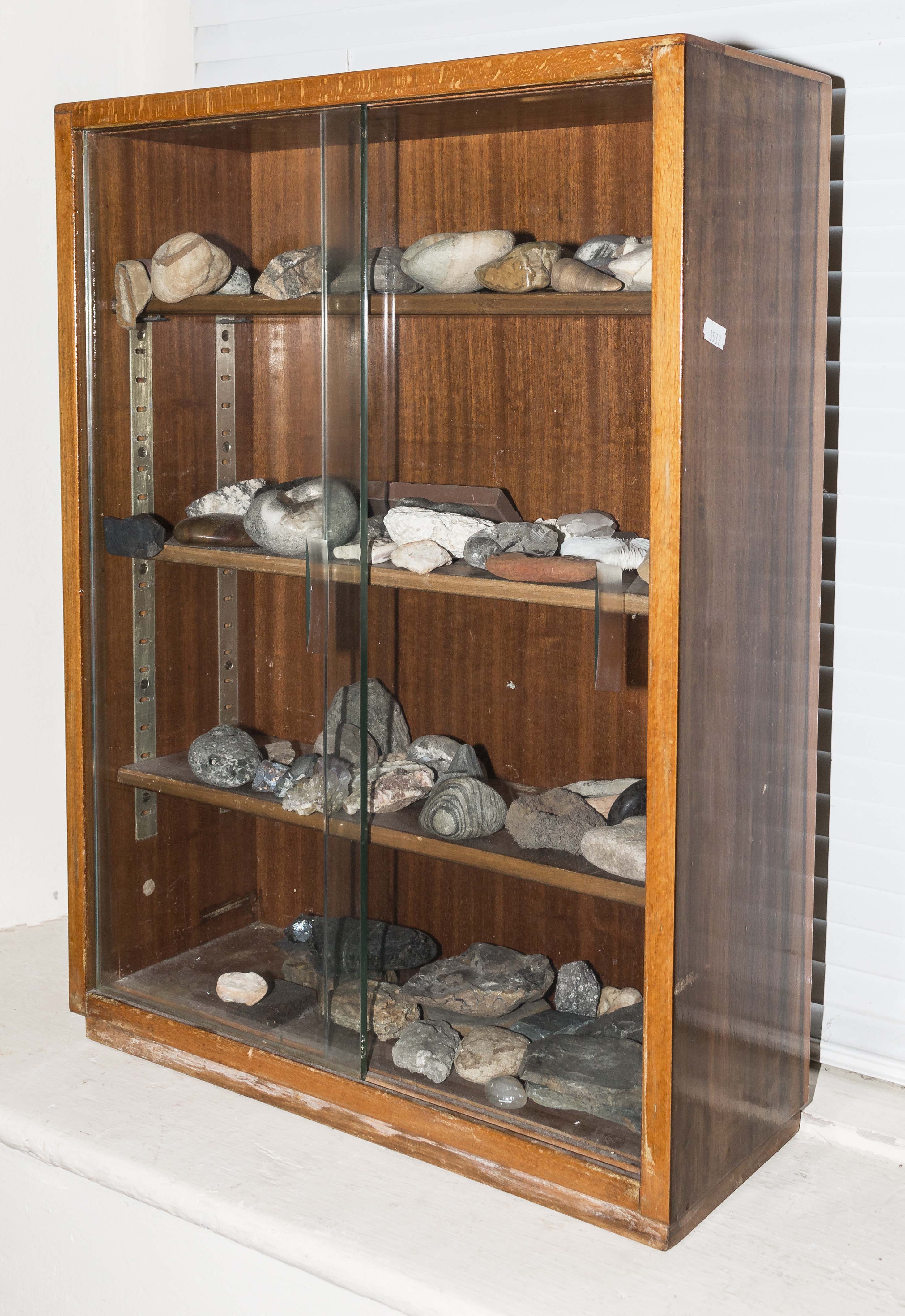 A display case with a collection of fossils