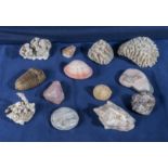 A collection of sea shells and coral