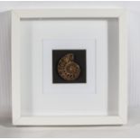 A framed polished half ammonite from Morocco