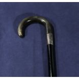 A horn handled walking cane with silver collar