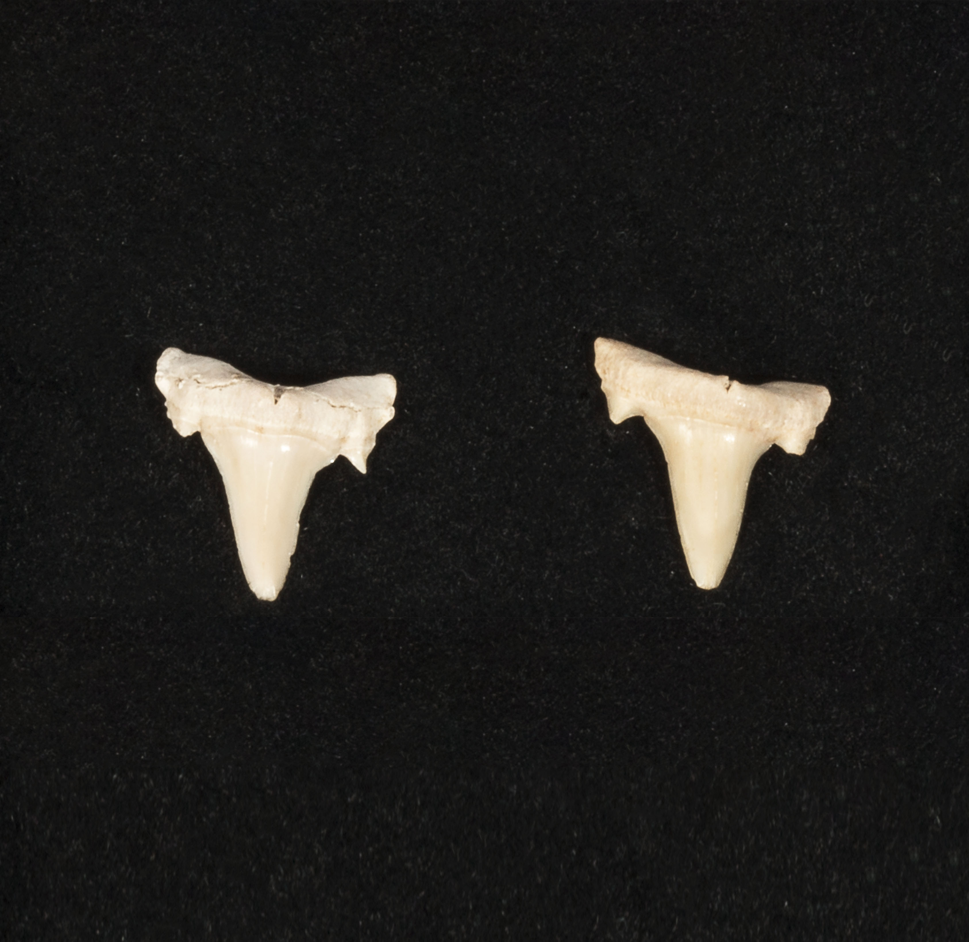 Fossil shark tooth earrings