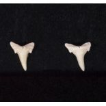 Fossil shark tooth earrings
