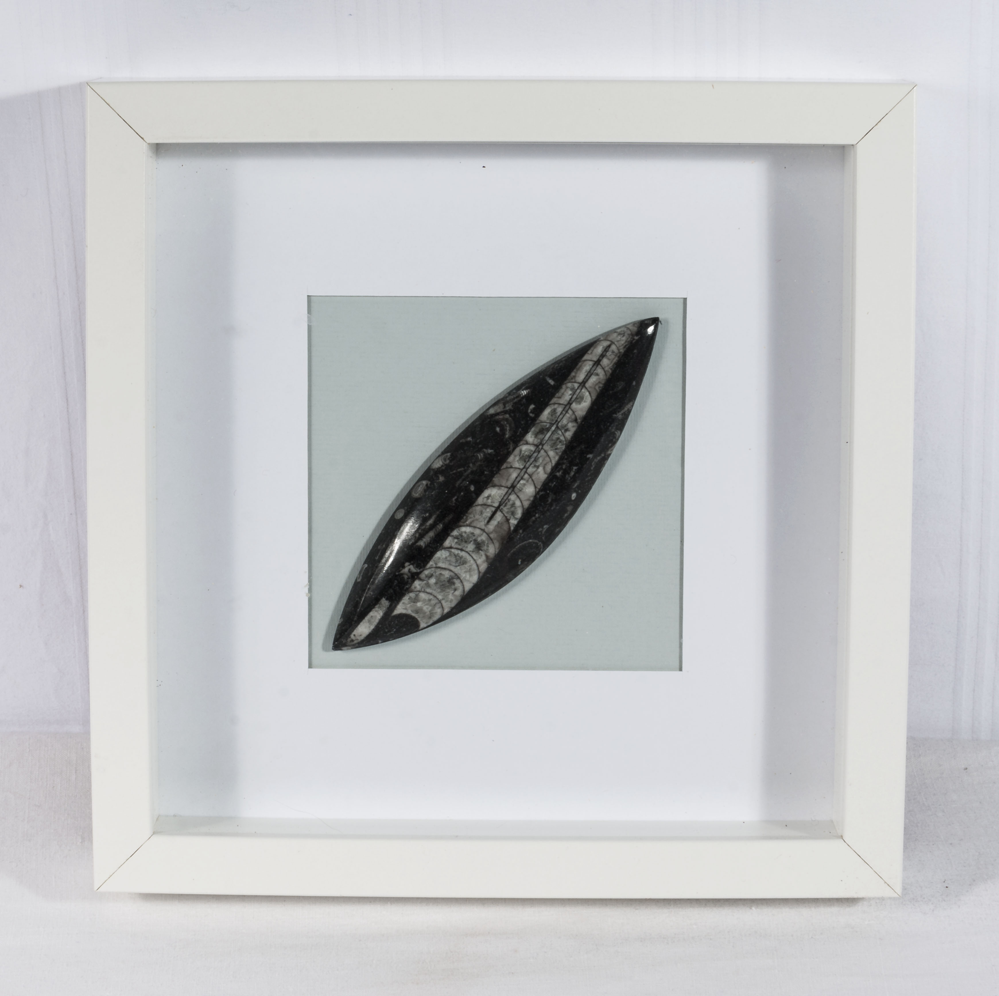 A framed polished Orthocerus