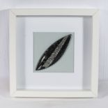 A framed polished Orthocerus