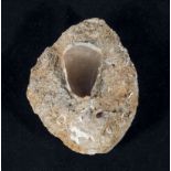 A Mossasaur tooth in matrix