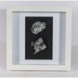 Framed examples of fossil ferns