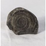 Yorkshire coast ammonite fossil