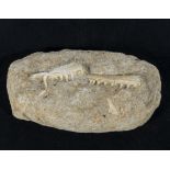 A nice example of a fossil fish jaw