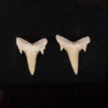 A pair of fossil tooth earrings