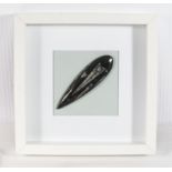 A framed polished Orthocerus