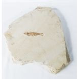 Fossil fish from the Green River site Wyoming