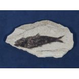 A fossil fish 'Knightia'