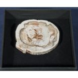 Fossilised wood brooch