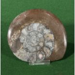 A large polished Goniatite with stand
