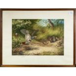 A framed artists proof signed in pencil Archibald Thorburn 'Spring' depicting partridge and their