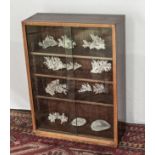 A display case containing coral fossils