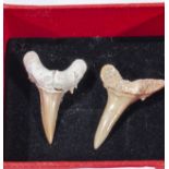 A pair of sharks tooth earrings