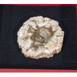 A fossilised wood brooch