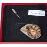 An ammonite stick pin