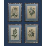 Four framed prints depicting flowers