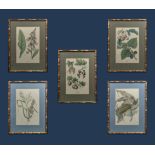 Five framed prints of floral arrangements