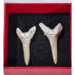 A pair of sharks tooth earrings