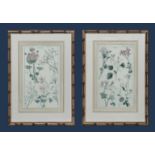 A pair of framed floral prints