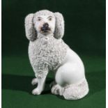 A Staffordshire poodle