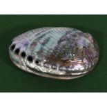 A polished high grade abalone shell