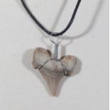 Otodus shark tooth fossil necklace