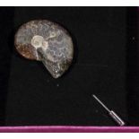 whole polished ammonite fossil stick pin