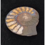 Split polished fossil ammonite brooch