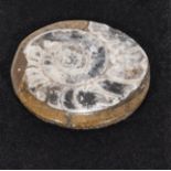 A Goniatite fossil brooch
