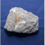 Fossil Otodus shark tooth