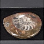 Polished goniatite brooch