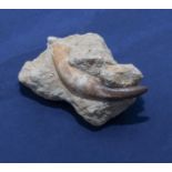 Fossil dinosaur tooth in matrix