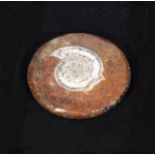 A Goniatite fossil brooch