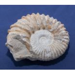 Large ammonite